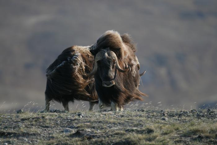 Male muskoxen