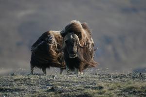 Male muskoxen