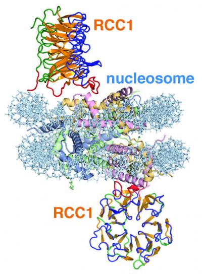 Scientists Develop the First Atomic View of Key Genetic Processes (2 of 2)