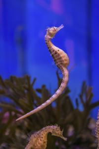 Image of Seahorse