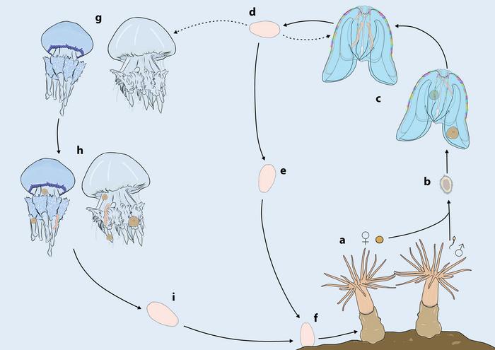 Figure 4. Life cycle of a burrowing sea anemone Edwardsiella carnea