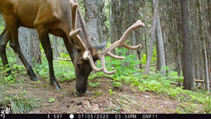 Cameratrap5