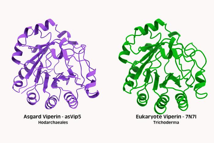 Comparison of immune proteins (a.k.a. viperins)