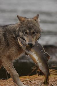 Genetic Differences among Wolves in Coastal British Columbia (2 of 2)
