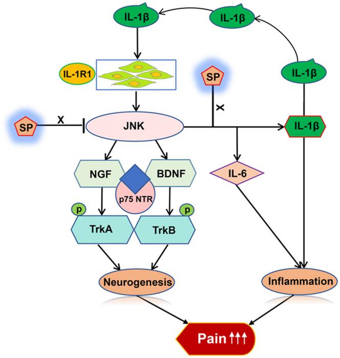 Diagram of neuroinflammation in endometriosis