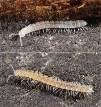 Cave-dwelling millipede species Brachydesmus troglobius