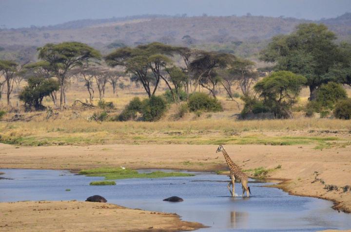 Giraffe roaming the plains in a protected area in Ruaha, Tanzania