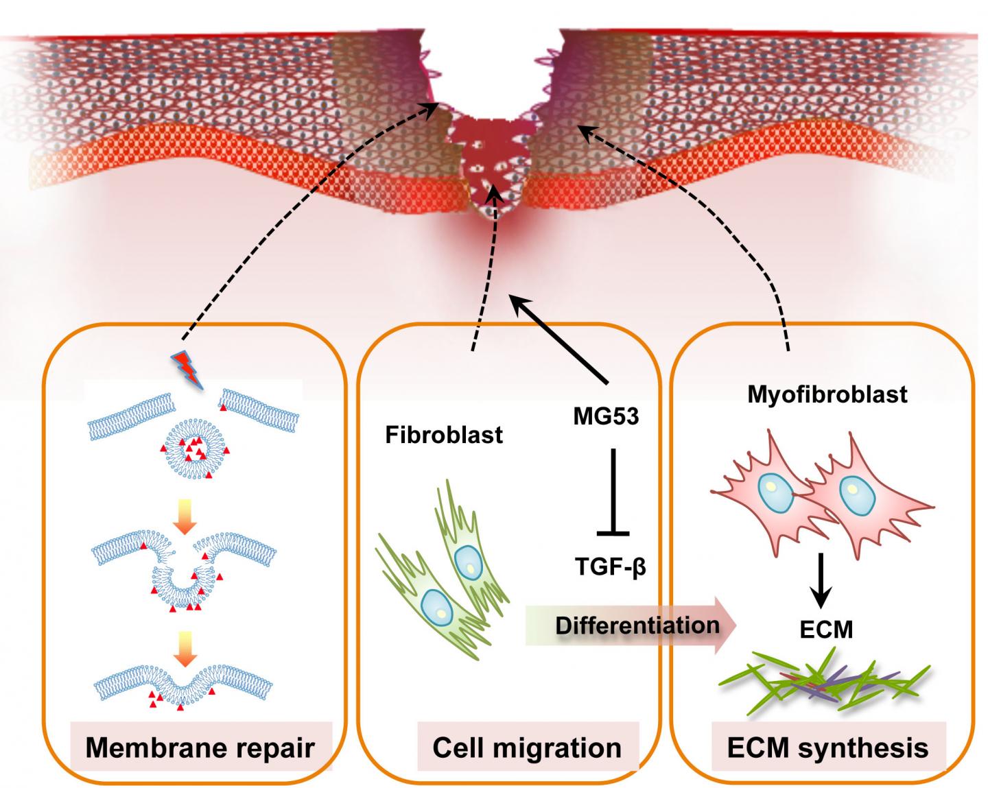 Gene identified that helps wound healing EurekAlert!