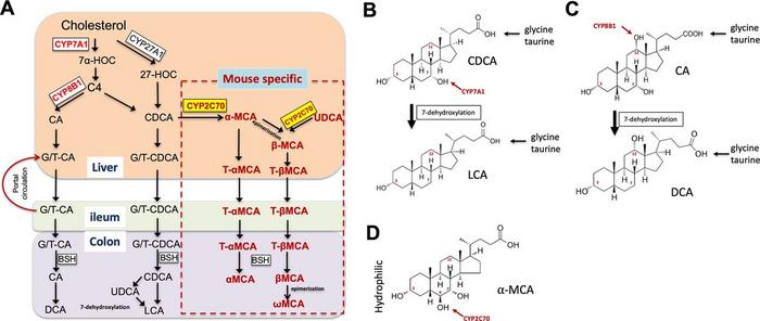 Species differences in bile acid synthesis.