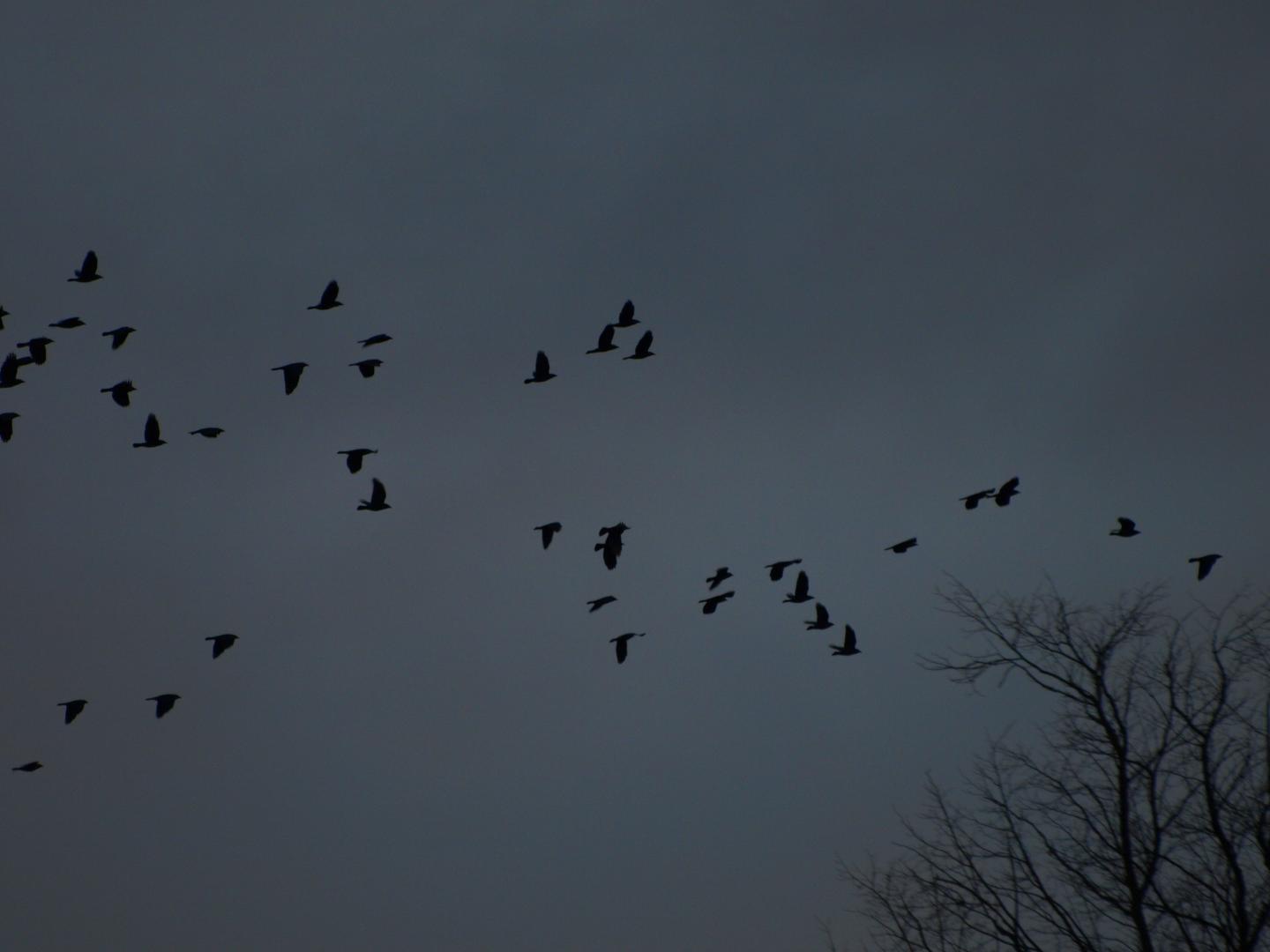 Jackdaws (1 of 2)