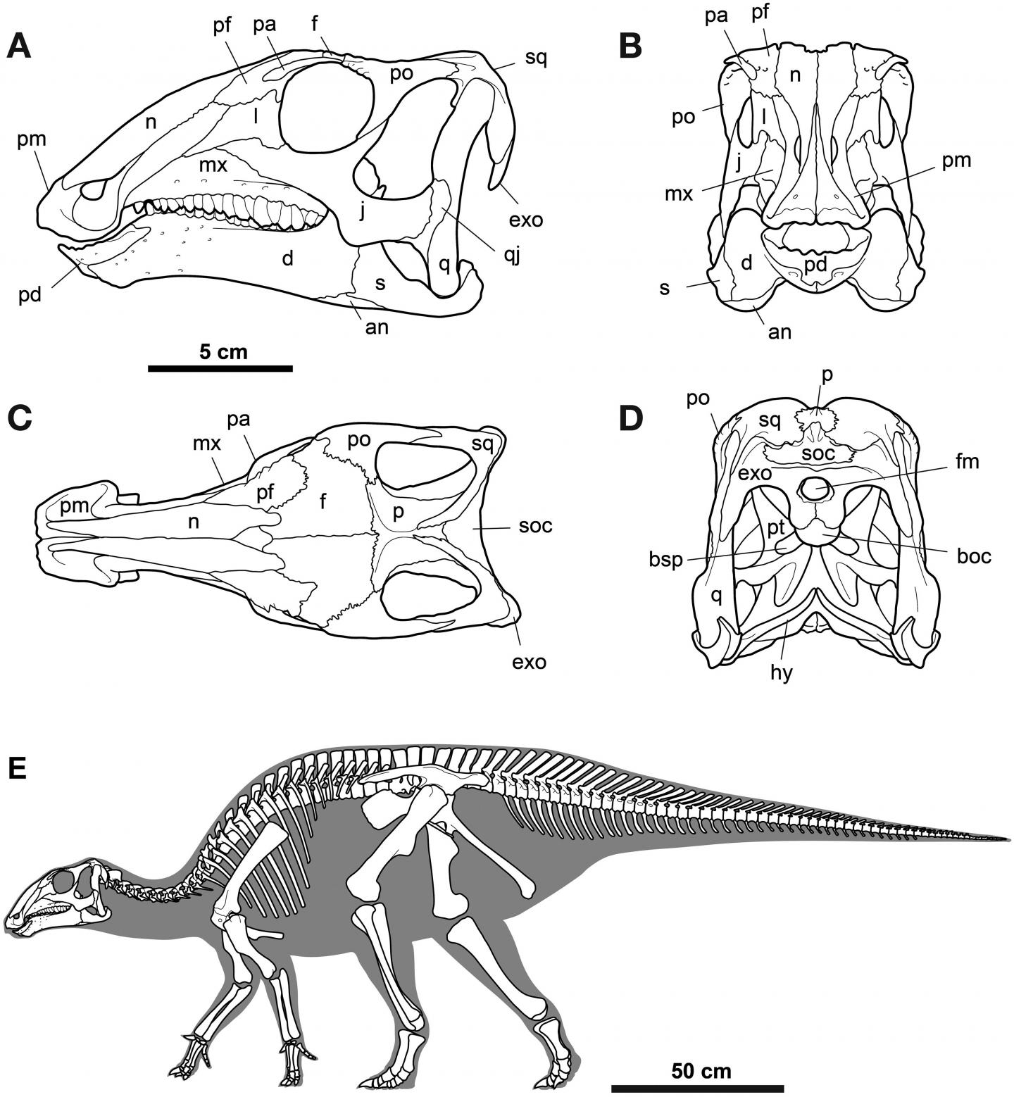 Meet Gobihadros, a New Species of Mongolian Hadrosaur