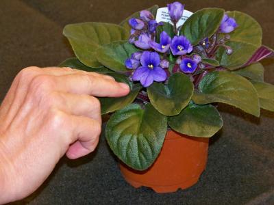 For African Violets, 'Hands Off' Means Healthier
