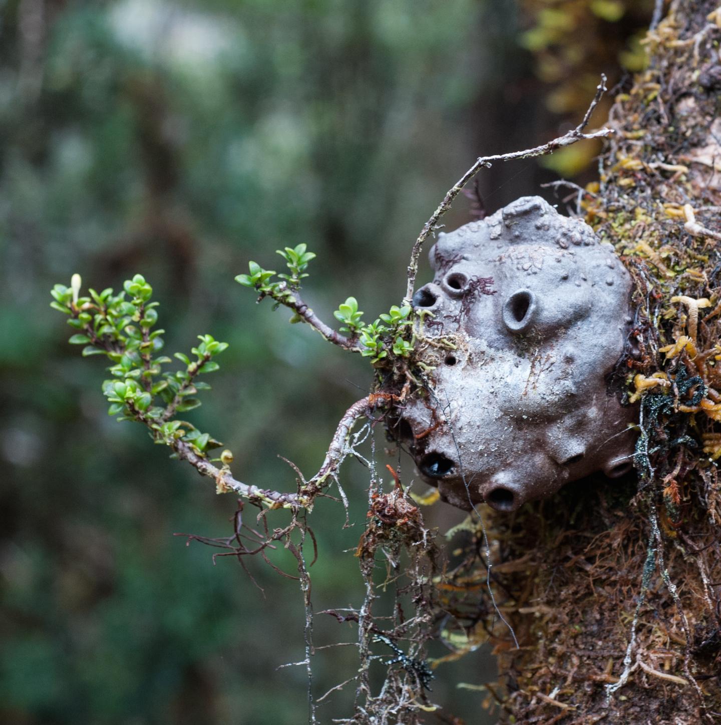 Epiphyte with Several Entrance Holes