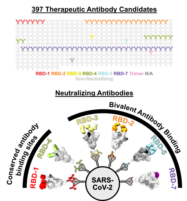 Durable SARSCoV2 antibodies bind to two vir EurekAlert!