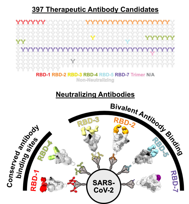 Neutralizing antibodies against Omicron