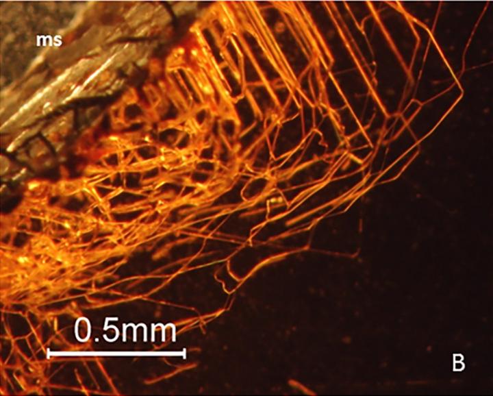 Intricate Tiny Tunnels inside Garnet Crystals Appear to Be the Result of Boring Microorganisms (2/2)