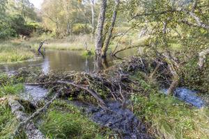 A beaver dam