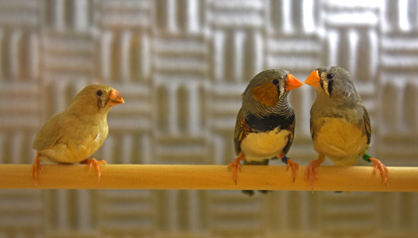 Zebra Finches