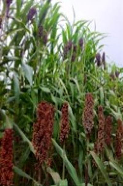 Sorghum
