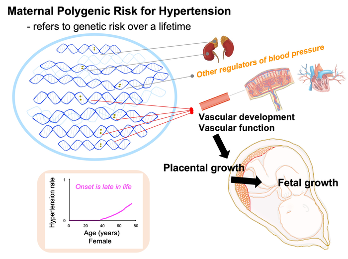 Schematic summarizing the major findings of this study.