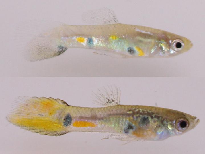 Male Trinidadian Guppies