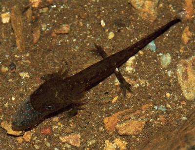 <i>Rana iberica</i> Tadpole