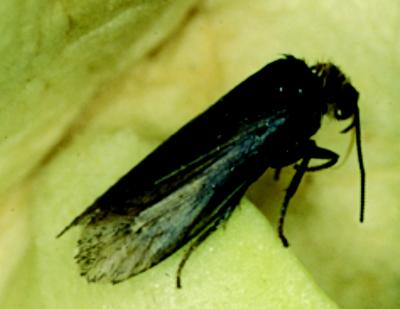 <i>Tegeticula Synthetica</i> Moth