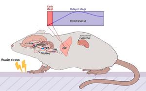 Hypothalamus-sympathetic-liver axis mediates the early phase of stress-induced hyperglycemia in the male mice