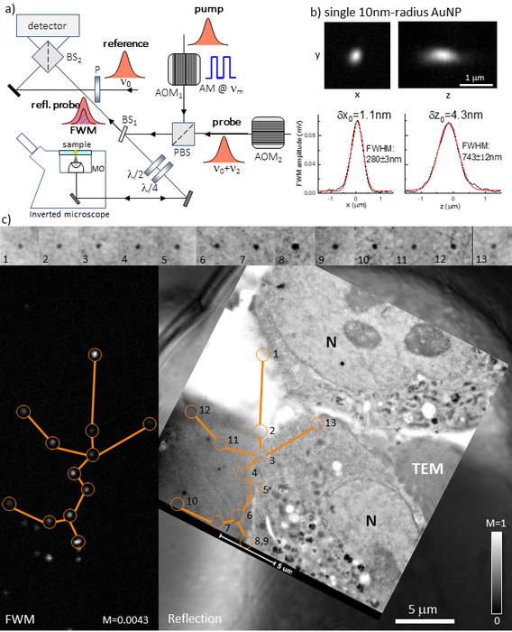 Correlative light-electron microscopy using FWM of single gold nanoparticles.