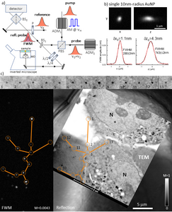 Correlative light-electron microscopy using FWM of single gold nanoparticles.