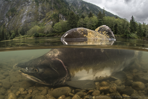 Skeena Sockeye