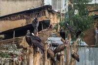 Hooded Vultures, Addis Ababa