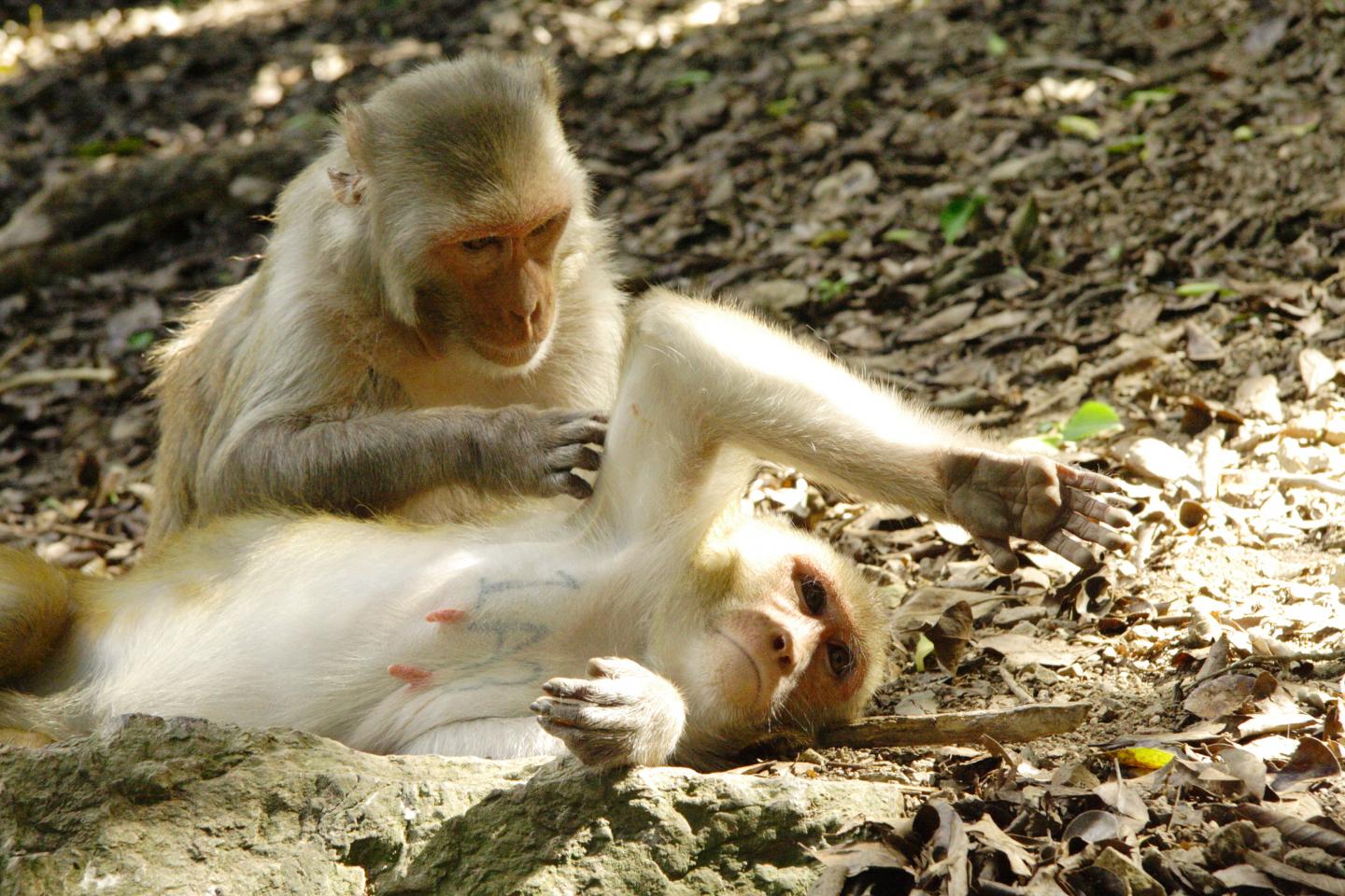 Rhesus Macaques Grooming