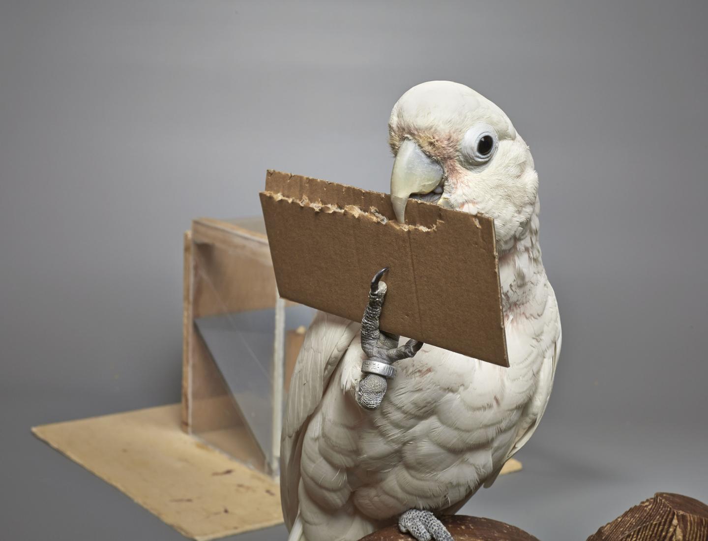 Goffin's Cockatoos Can Create and Manipulate Novel Tools