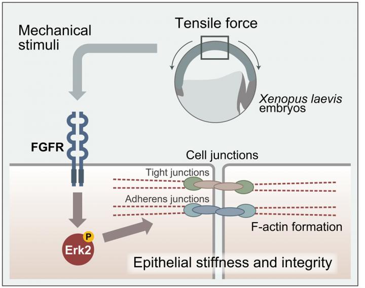 Graphical Abstract of This Research Results