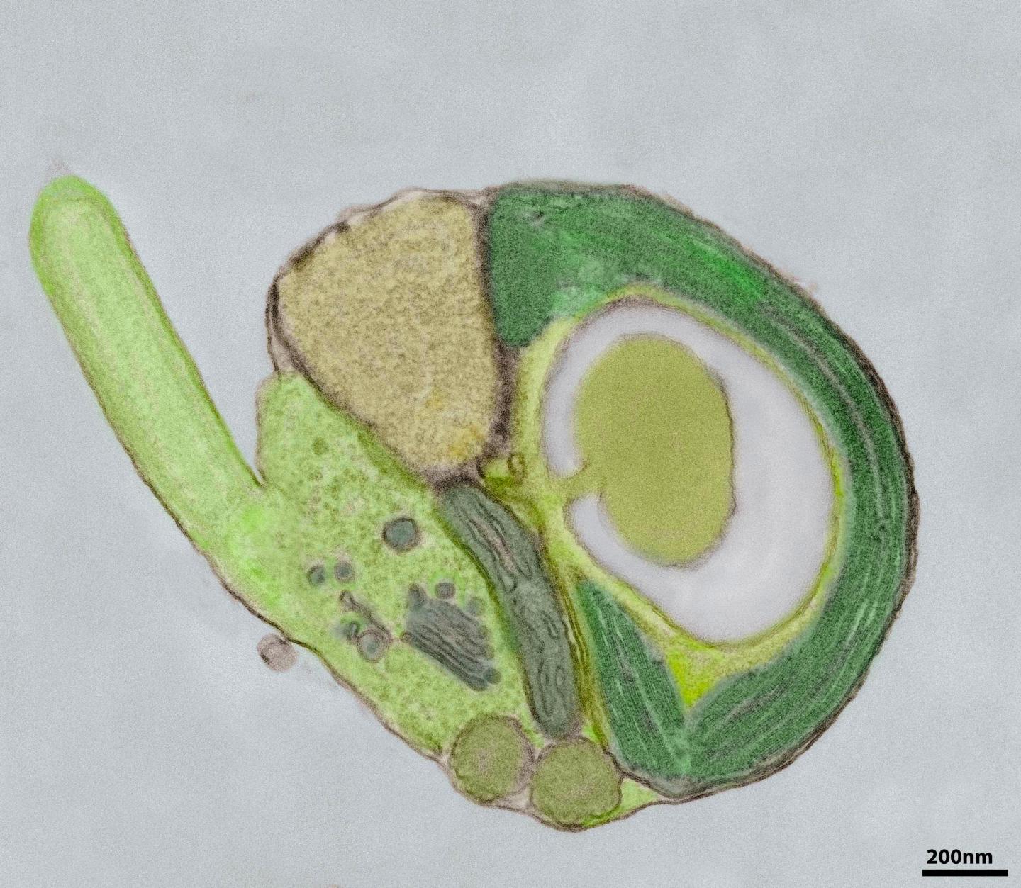 An Alga of the Genus Micromonas