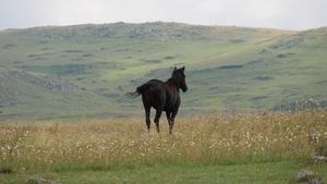 Horse domestication