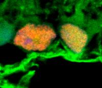 Exosomes Deliver Cargo to Retinal Ganglion Cells
