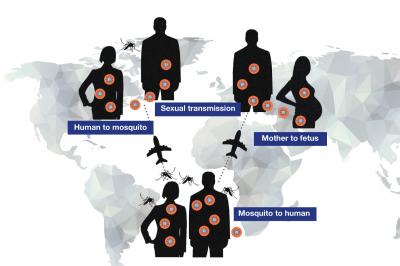 Zika Transmission