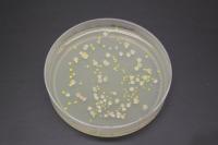 Cultured Bacteria