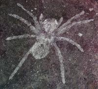 Rare Rock-Preserved Spider Fossils