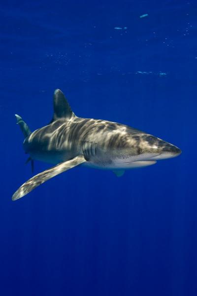 Oceanic Whitetip Shark