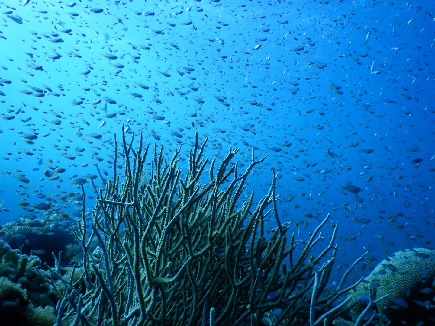 Warming-Resistant Corals from the Gulf of Aqaba Live Close to Their Cold-Water Bleaching Threshold