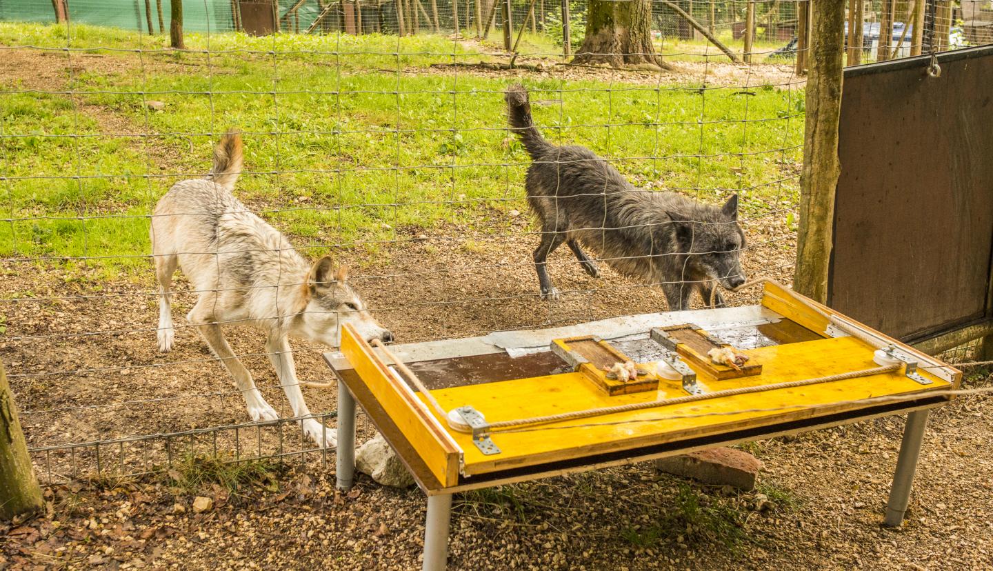 Wolves Working at a Cooperative Rope-Pulling Test