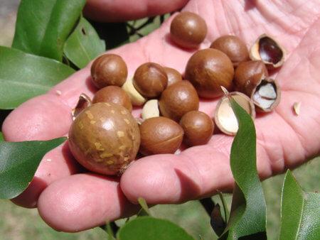 Nuts from M. integrifolia and M. jansenii
