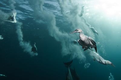 Cape Gannets Diving for Sardines, South Africa