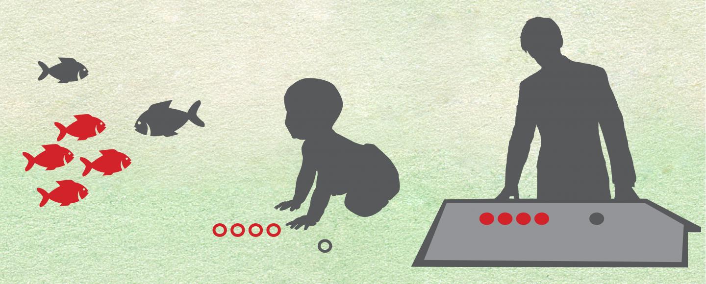 Adult Subcortex Processes Numbers with the Same Skill As Infants, Other Lower-Order Species