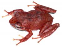 Hedges Red Coqui Frog