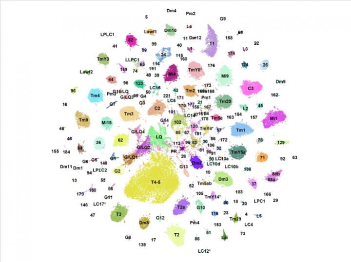 "Developmental Atlas" of Neuronal Gene Expression