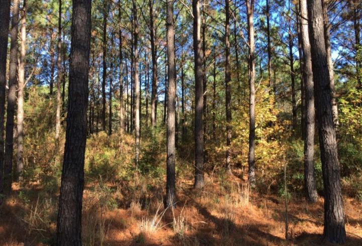 Study Forecasts Growth Rates of Loblolly Pine Trees